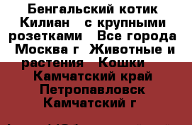 Бенгальский котик Килиан , с крупными розетками - Все города, Москва г. Животные и растения » Кошки   . Камчатский край,Петропавловск-Камчатский г.